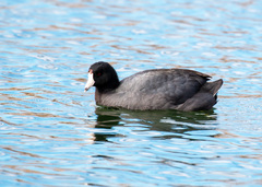 Fulica americana