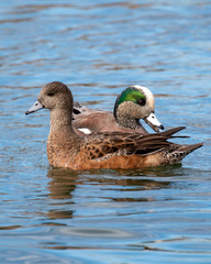 Mareca americana