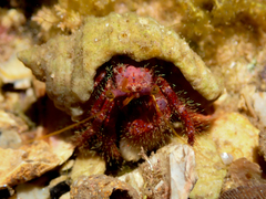 Dardanus crassimanus