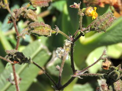 Hermannia prismatocarpa