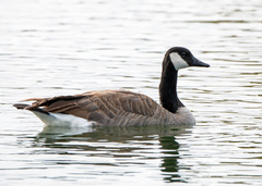 Branta canadensis