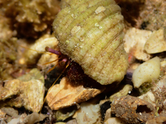 Dardanus crassimanus