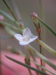 Kohautia caespitosa