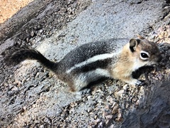 Callospermophilus lateralis lateralis