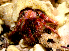 Dardanus crassimanus