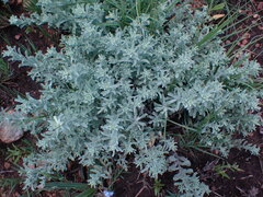 Helichrysum callicomum