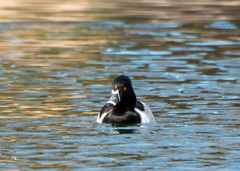 Aythya collaris