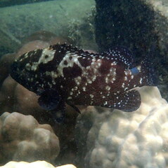Epinephelus polyphekadion