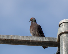 Columba livia domestica