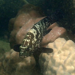 Epinephelus polyphekadion