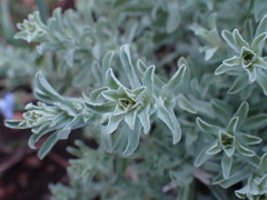 Helichrysum callicomum
