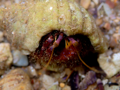 Dardanus crassimanus