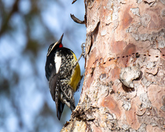 Sphyrapicus thyroideus