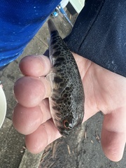 Tetractenos hamiltoni