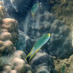 Neopomacentrus nemurus