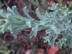 Helichrysum callicomum