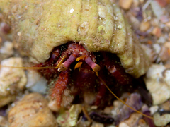 Dardanus crassimanus