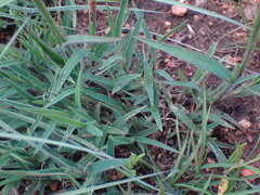 Urochloa serrata