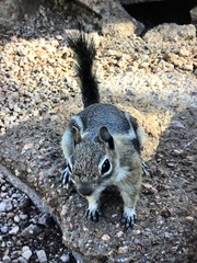 Callospermophilus lateralis lateralis