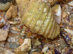 Dardanus crassimanus