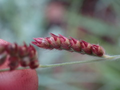 Urochloa serrata