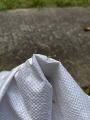 Pseudomantis albofimbriata