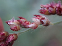 Urochloa serrata