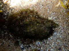 Monoplex parthenopeus