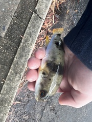 Marilyna pleurosticta