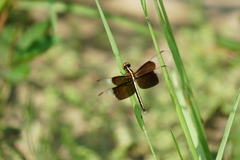 Neurothemis tullia