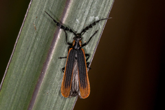 Pseudolycus marginatus