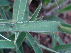 Urochloa serrata