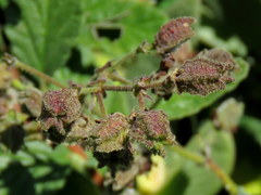 Hermannia prismatocarpa