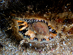 Monoplex parthenopeus