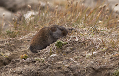 Clethrionomys gapperi