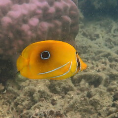 Chaetodon bennetti