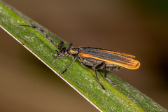 Pseudolycus marginatus