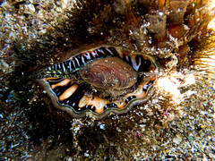 Monoplex parthenopeus