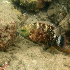 Cheilinus chlorourus