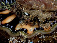 Monoplex parthenopeus