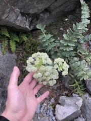 Anisotome pilifera