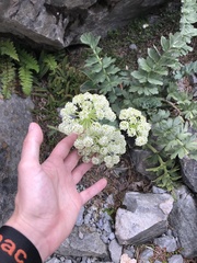 Anisotome pilifera