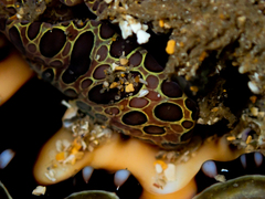 Monoplex parthenopeus