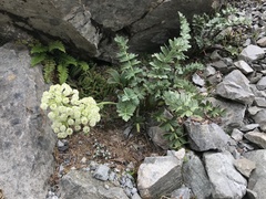 Anisotome pilifera