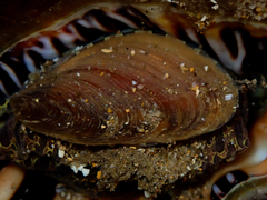 Monoplex parthenopeus