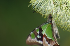 Graphium macleayanus