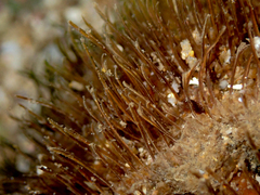 Monoplex parthenopeus