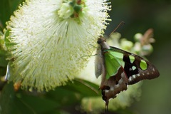 Graphium macleayanus