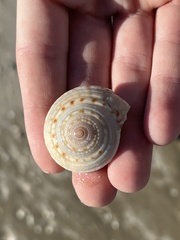 Architectonica nobilis