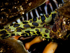 Monoplex parthenopeus